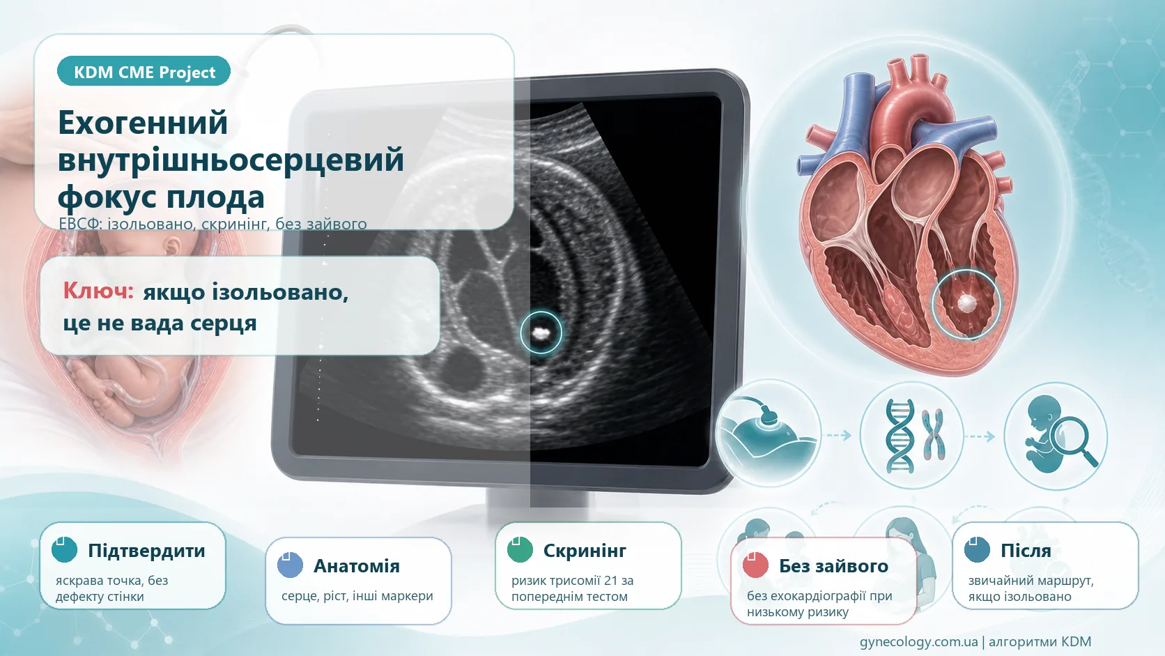 Інфографіка алгоритму ехогенного внутрішньосерцевого фокуса плода: підтвердження яскравої точки в серці на ультразвуковому дослідженні, оцінка стандартного зрізу серця і всієї анатомії, перевірка ізольованості, пренатальний скринінг на трисомію 21, генетичне консультування за показаннями, відсутність потреби у фетальній ехокардіографії, повторному УЗД або післянатальному обстеженні при ізольованій знахідці та негативному скринінгу.