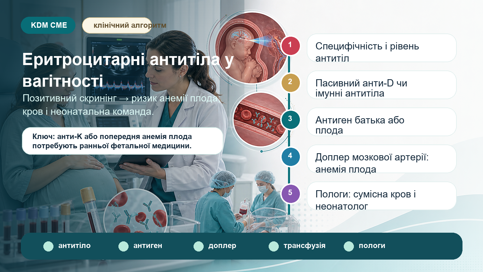 Інфографіка алгоритму еритроцитарних антитіл у вагітності: позитивний скринінг антитіл, специфічність і рівень антитіл, пасивний анти-D після профілактики або імунні антитіла, антитіла анти-K системи Kell, антигенний статус батька чи плода, фетальна медицина, доплерометрія середньої мозкової артерії, анемія плода, внутрішньоутробна трансфузія, план пологів, кров і неонатальна команда.