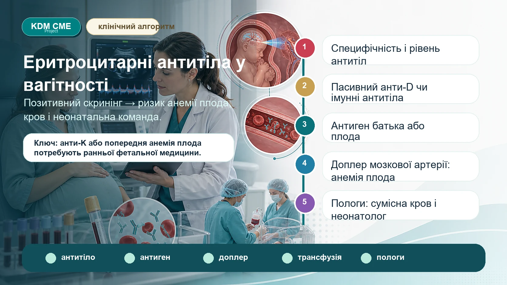 Інфографіка алгоритму еритроцитарних антитіл у вагітності: позитивний скринінг антитіл, специфічність і рівень антитіл, пасивний анти-D після профілактики або імунні антитіла, антитіла анти-K системи Kell, антигенний статус батька чи плода, фетальна медицина, доплерометрія середньої мозкової артерії, анемія плода, внутрішньоутробна трансфузія, план пологів, кров і неонатальна команда.