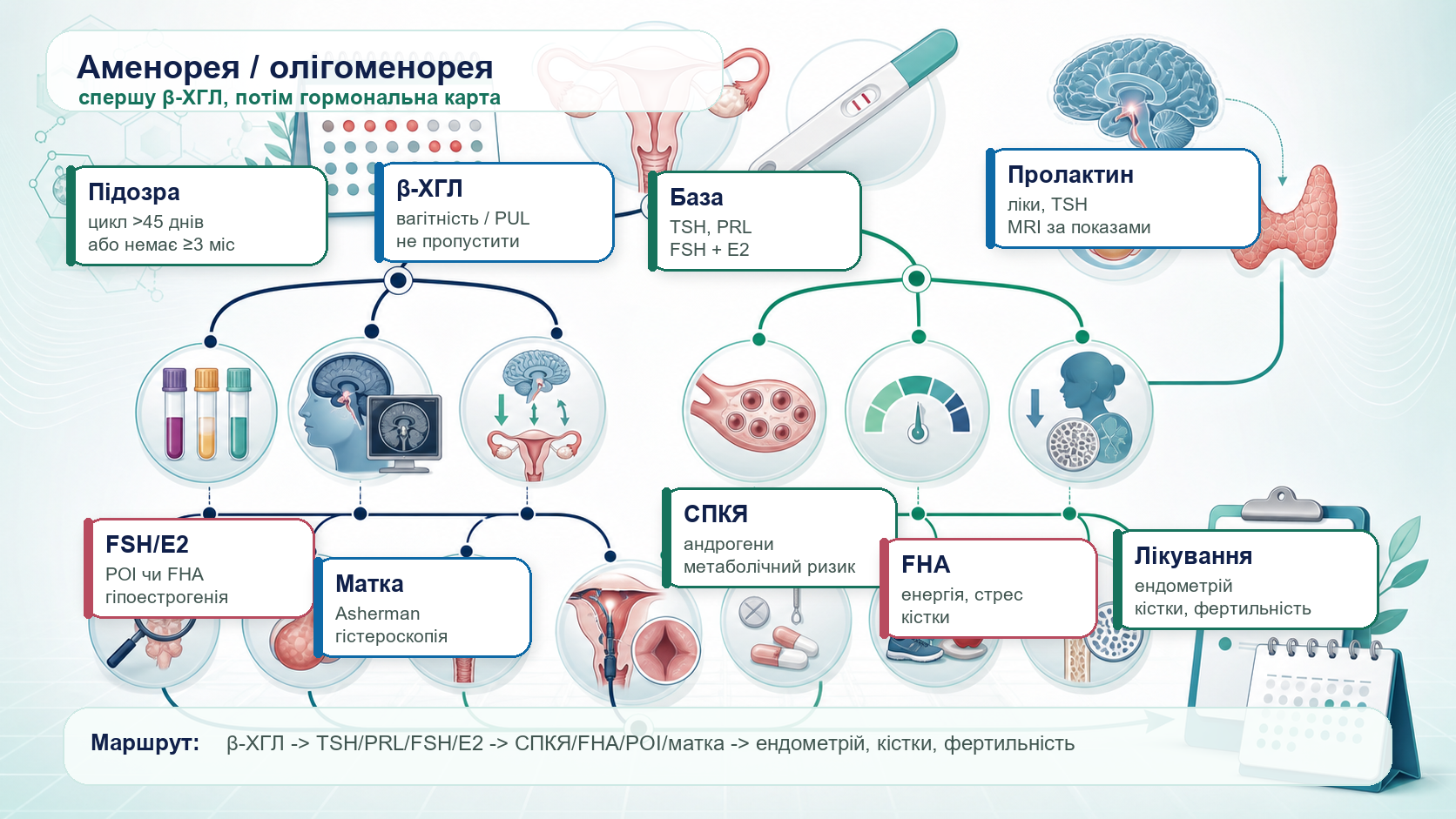 Secondary amenorrhea and oligomenorrhea clinical pathway infographic: missed periods, pregnancy test, TSH and prolactin, FSH and estradiol, PCOS, functional hypothalamic amenorrhea, premature ovarian insufficiency, uterine cavity assessment, endometrial protection, bone health and fertility planning.