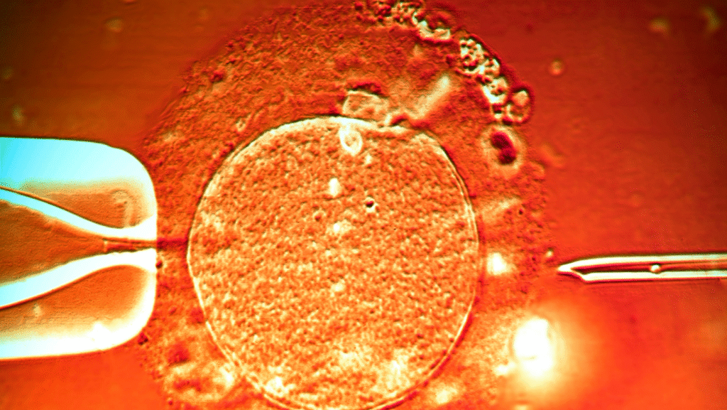Безпліддя і ендометрій. Що ми знаємо сьогодні? 21 лютого 2026